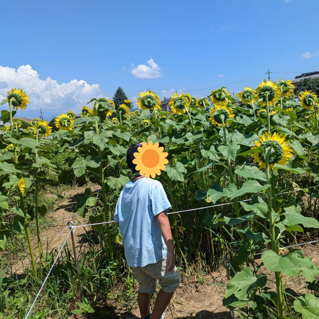 ひまわり迷路 